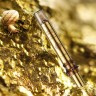 Средство для заполнения морщин с экстрактом улитки, золота и EGF комплексом The Saem Gold Snail Wrinkle Plumper 2X Power